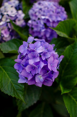 A close-up of a blue hydrangea flower with green leaves, the background is blurred.