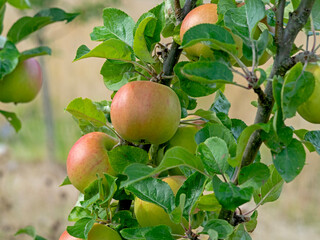 Apples ripening on a tree branch, variety Fillingham Pippin