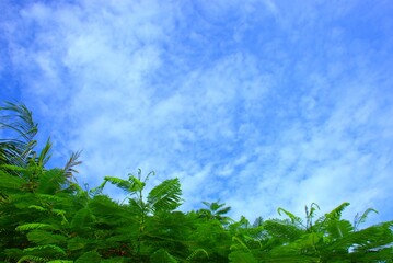 Closeup of fresh tropical Delonix regia tree leaves under a sunny blue sky with soft white clouds. Ideal for travel brochures, eco projects, environmental campaigns, and natural background designs