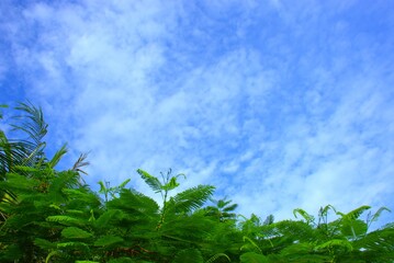 Closeup of fresh tropical Delonix regia tree leaves under a sunny blue sky with soft white clouds. Ideal for travel brochures, eco projects, environmental campaigns, and natural background designs
