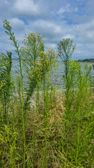 Summer river landscape with green trees, reflections and blue sky. Tourism