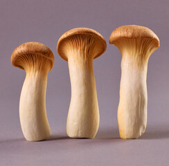 Grillpilze, essbar, isoliert, Pilze, Zuchtpilze, 