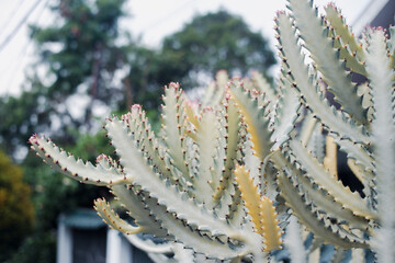 Elegant Variegated Cactus Plant with Unique White and Pale Green Stems and Pink Tipped Spikes