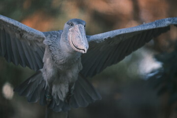 Shoebill stork flying with autumn foliage background