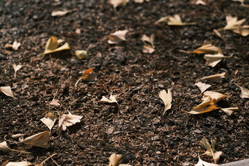Yellow ginkgo leaves fallen on ground, Tokyo, Japan