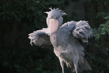 Shoebill stork shaking body vigorously