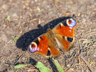 Peacock butterfly on the ground among the grass