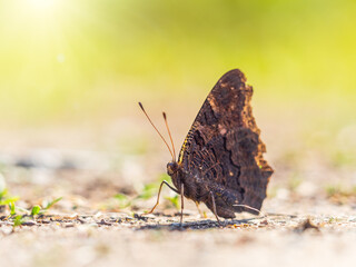 Peacock butterfly on the ground among the grass