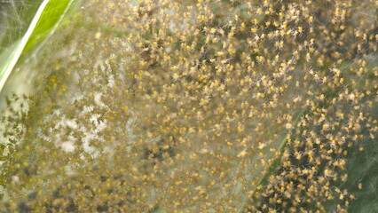 Baby spiders come out of its nest, it is very small.