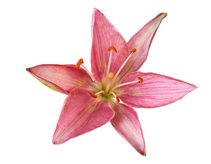pink lily flower isolated on white background.