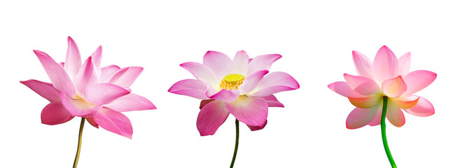 three pink lotus flowers isolated on white background.