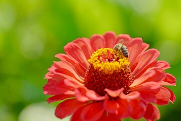 close up of a flower