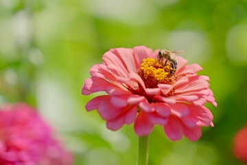 bee on pink flower