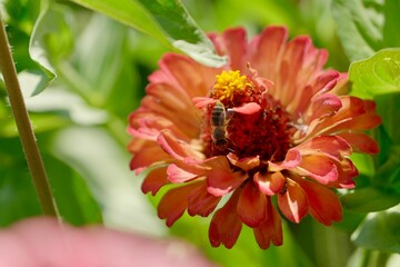 close up of red dahlia