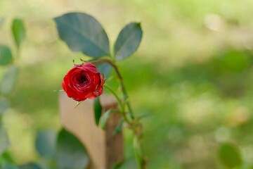 single red rose