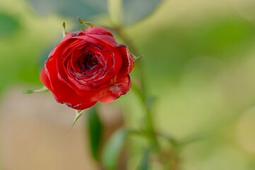 red rose on green background