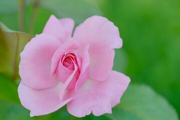 pink rose in garden