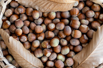 Basket of fresh hazelnuts with green shades, ready for drying, accompanied by dried tree leaves. Close-up shot highlighting natural colors and harvest textures.