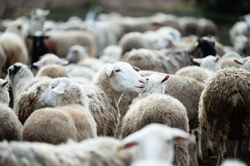 Fototapeta premium A serene herd of sheep grazes contentedly in a picturesque pasture, enjoying the tranquility of a calm afternoon in the countryside