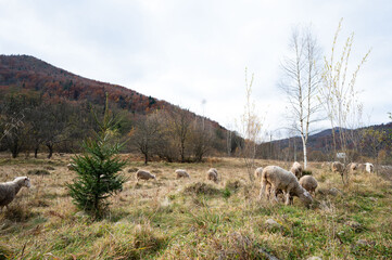 Sheep grazing peacefully in a serene valley surrounded by rolling hills in autumn, capturing the essence of rural life and nature's beauty at dusk