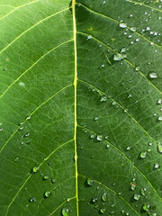 Summer Dew on a leaf