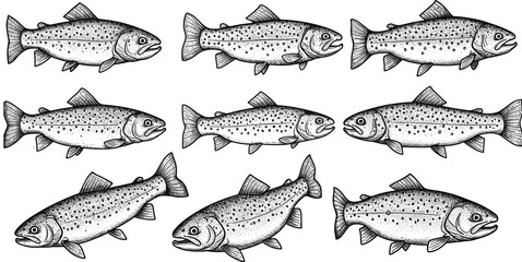 Hand-drawn trout fish illustrations, detailed vector drawings for fishing, nature, wildlife, aquatic life projects