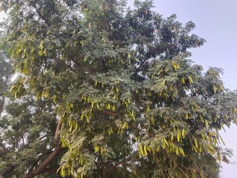 Albizia lebbeck beans hanging on tree. Frywood pods and beans of Siris with blue sky nature. Dry seed pods closeup with grey color.