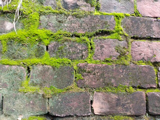 close up Brick wall covered with green moss. Old brick wall is wet and covered with thick moss. 
