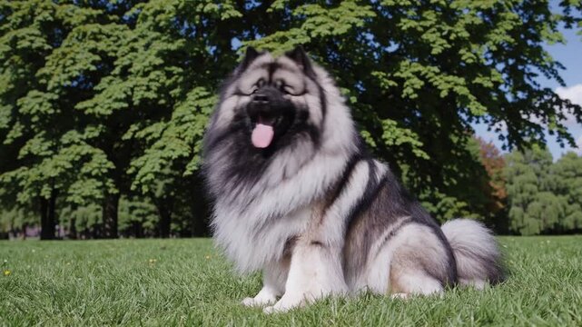 Majestic Keeshond Roaming through Picturesque Park with Playful Tongue Out Perfect for Lifestyle Campaigns, Inspiring Joy and Positivity.