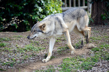 Obraz premium オオカミ