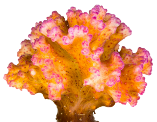 Colorful Tropical Coral Reef Branches Isolated on Transparent Background