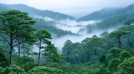 Misty Morning in a Tropical Forest