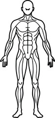 Detailed Muscular System Illustration in Black and White Anatomical Depiction of Human Muscles for Educational or Medical Purposes