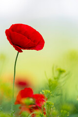 Obraz premium Single Red Poppy Flower in Soft Green Meadow
