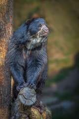 Captivating endangered spectacled bear standing on a stump next to a tree