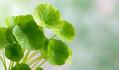 Centella asiatica is depicted in the background. 