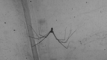 A black and white photograph of Pholcus phalangioides spider. Taken from Las Pinas, NCR, Philippines.