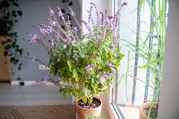 Blooming Thai basil plant bush with small purple aroma flowers in clay pot on windowsill at home. Cultivation homegrown spicy herbs, indoor gardening. Green hobby concept