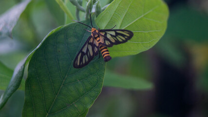 A photograph of H&uuml;bner's wasp moth. Taken from Las Pinas, NCR, Philippines.