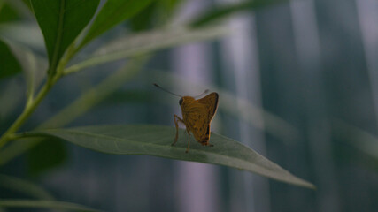 A photograph of a banana skipper butterfly. Taken from Las Pinas, NCR, Philippines.