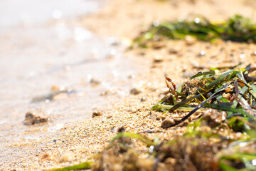 Close-up of seaweed on sandy beach