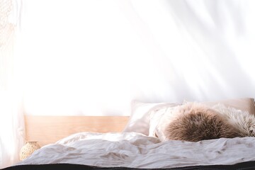 Cozy bright bedroom interior with sunlight