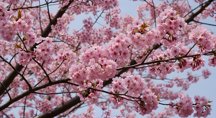 Blushing Cherry Blossoms