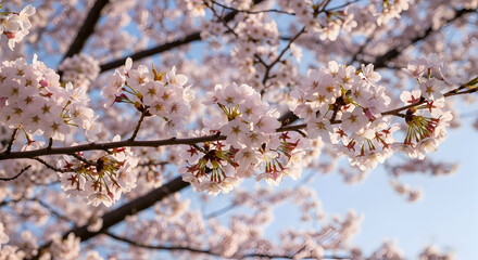 Springtime Blossom Views