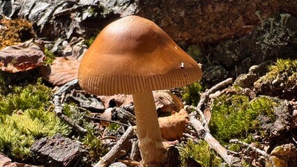 Mushroom Amidst Forest Floor: A captivating macro shot spotlights a single, perfectly formed mushroom, its cap a rich shade of brown, standing tall amidst the textured forest floor.