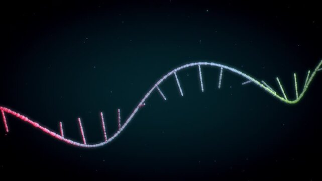 Single-stranded RNA helix transforms into double-stranded DNA, key in genetics research