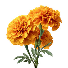 Fresh marigold or tagetes erecta flower isolated on transparent background.