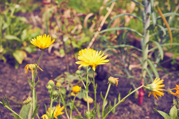 Nagietek lekarski, Calendula officinalis L, kwiat,ogród © Marcin Łazarczyk