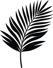 Obraz premium palm branch leaf on the white background.eps