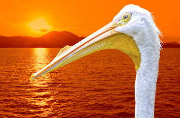 American White Pelican Sunset Corfu